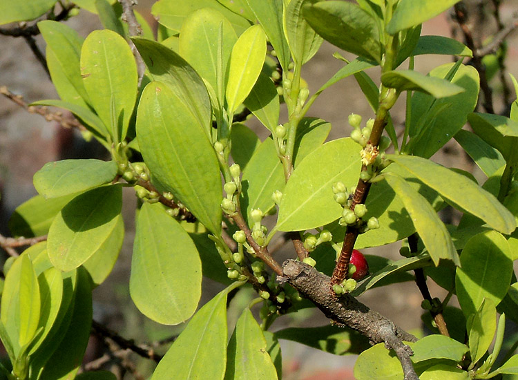 Erythroxylum coca eFlora of India